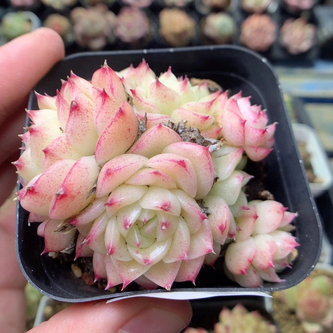 F190 ，柿子多肉20包邮两天凑单