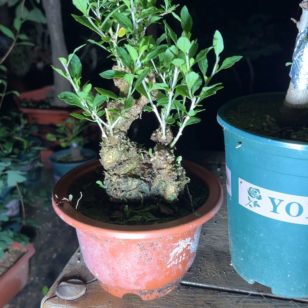用***6无花朵枸杞盆景带盆