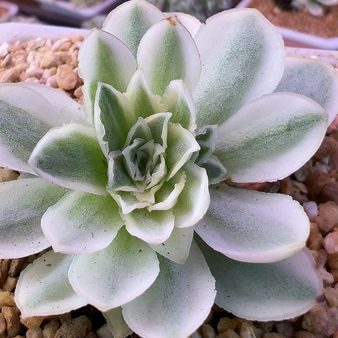 山地玫瑰锦秋夕1237号