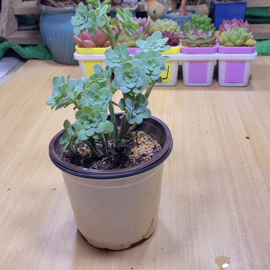 无花朵多肉植物薄化妆120