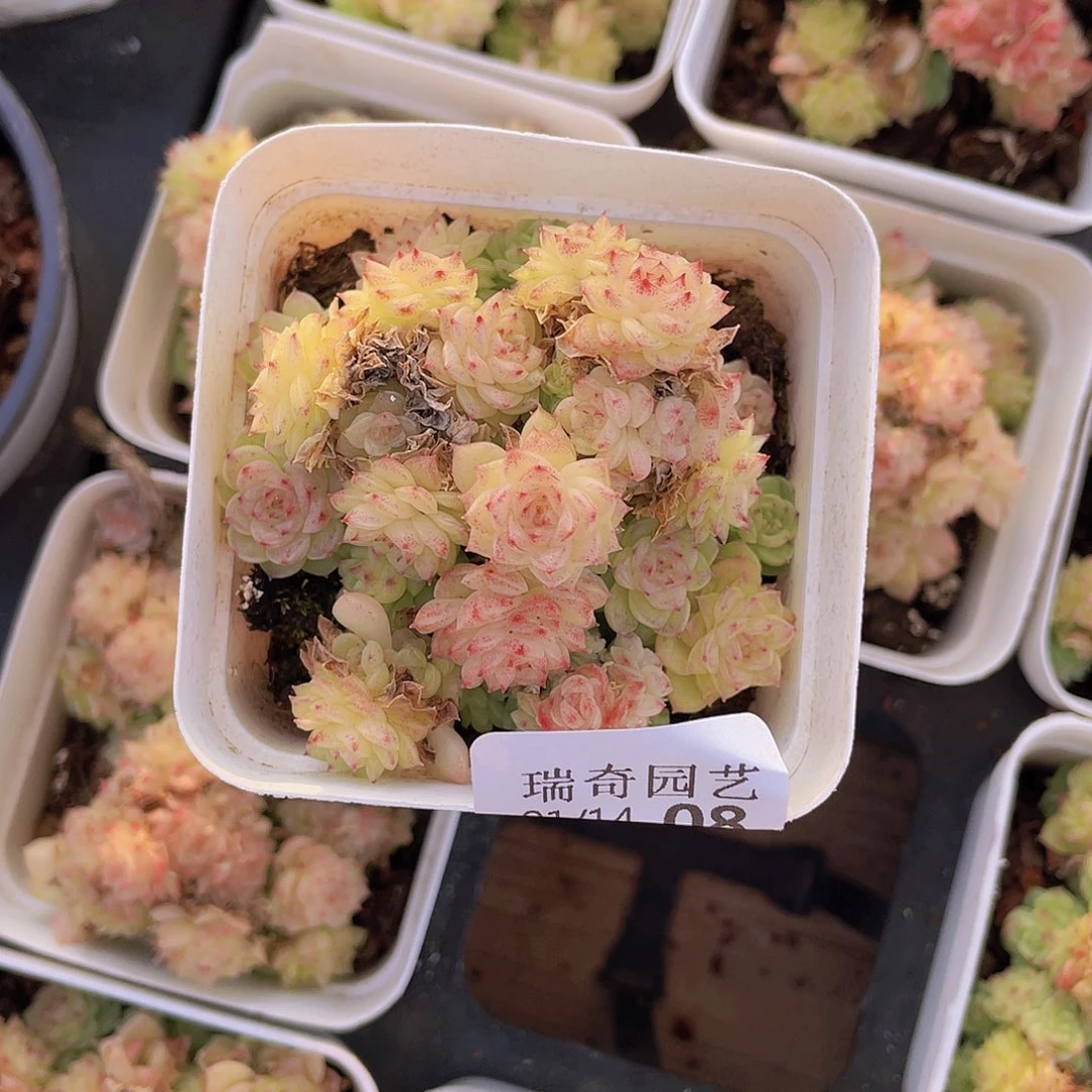 00000000000000008量拍