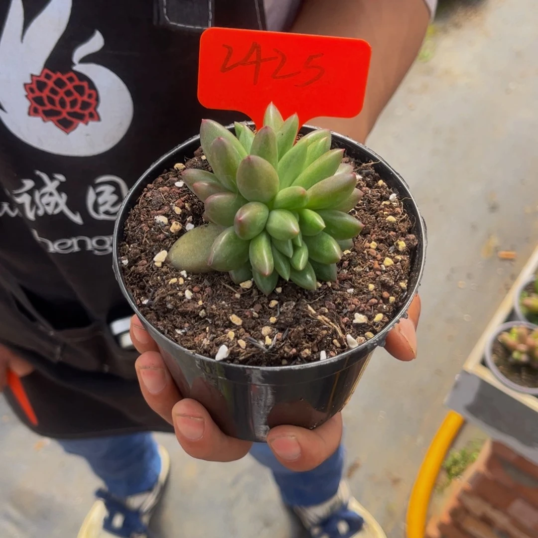 潇**族2425号上午多肉植物群生多肉植物