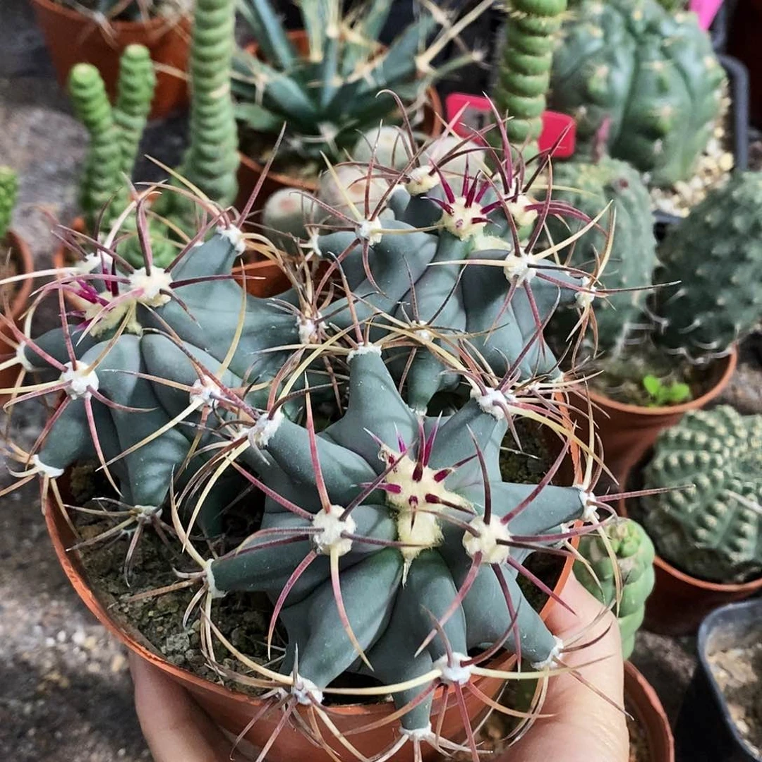 花花草草花花草草