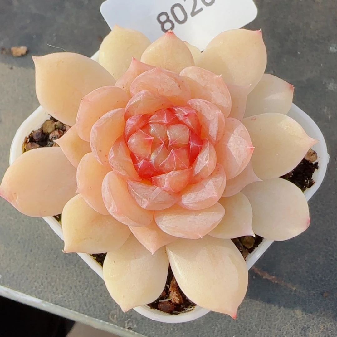 孤品珍妮，8020多肉