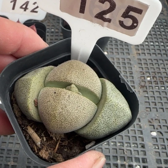 125元宝一物一拍多肉