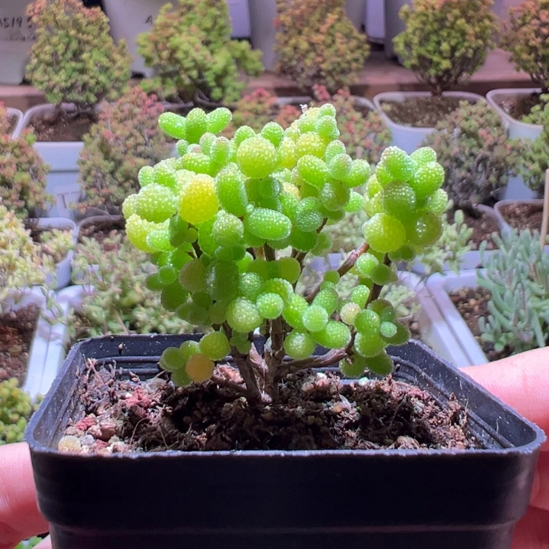 116金桔一物一拍带盆土发货