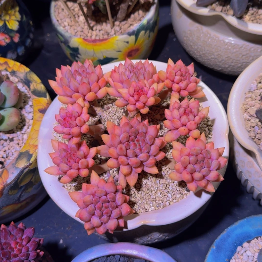 红蜻蜓 老桩 一物一拍