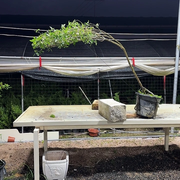 无花朵111111111111111