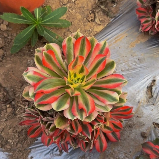 粉女巫9.9多肉植物