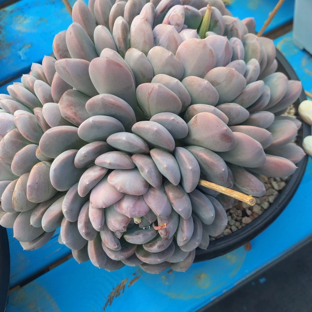 清***行菩提子1111111111