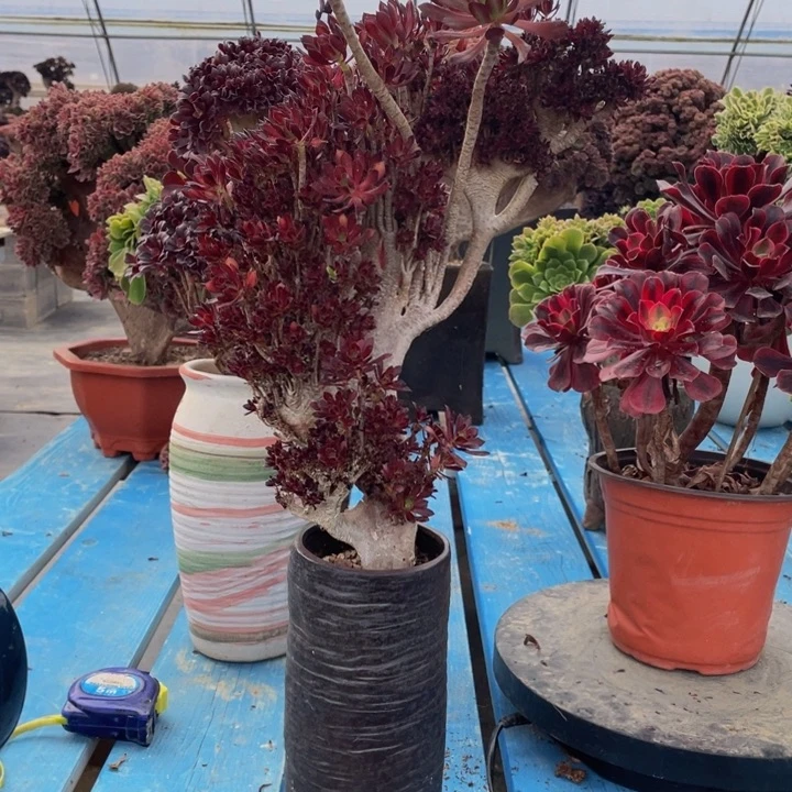 我**杨415号黑缀有伤福利