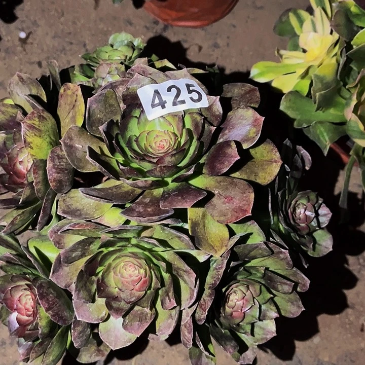 425花月夜黑拉丝多肉植物