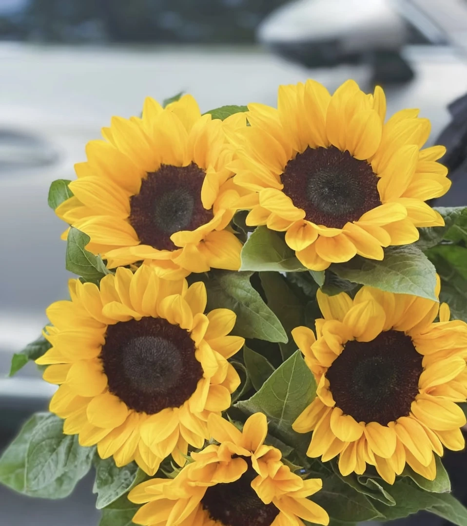 【葡噗专属】黑心向日葵 5支   云南基地直发