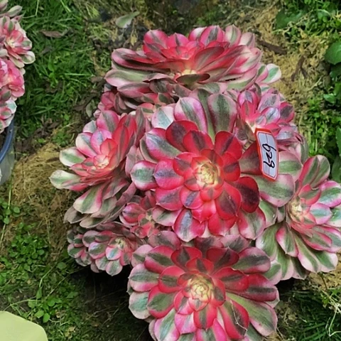 红倾城老桩多头法师629号