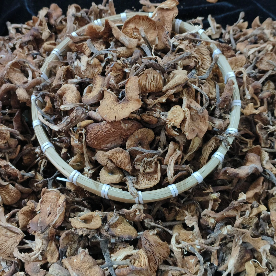 黑龙江五常野生榛蘑 新货足干肉厚无根