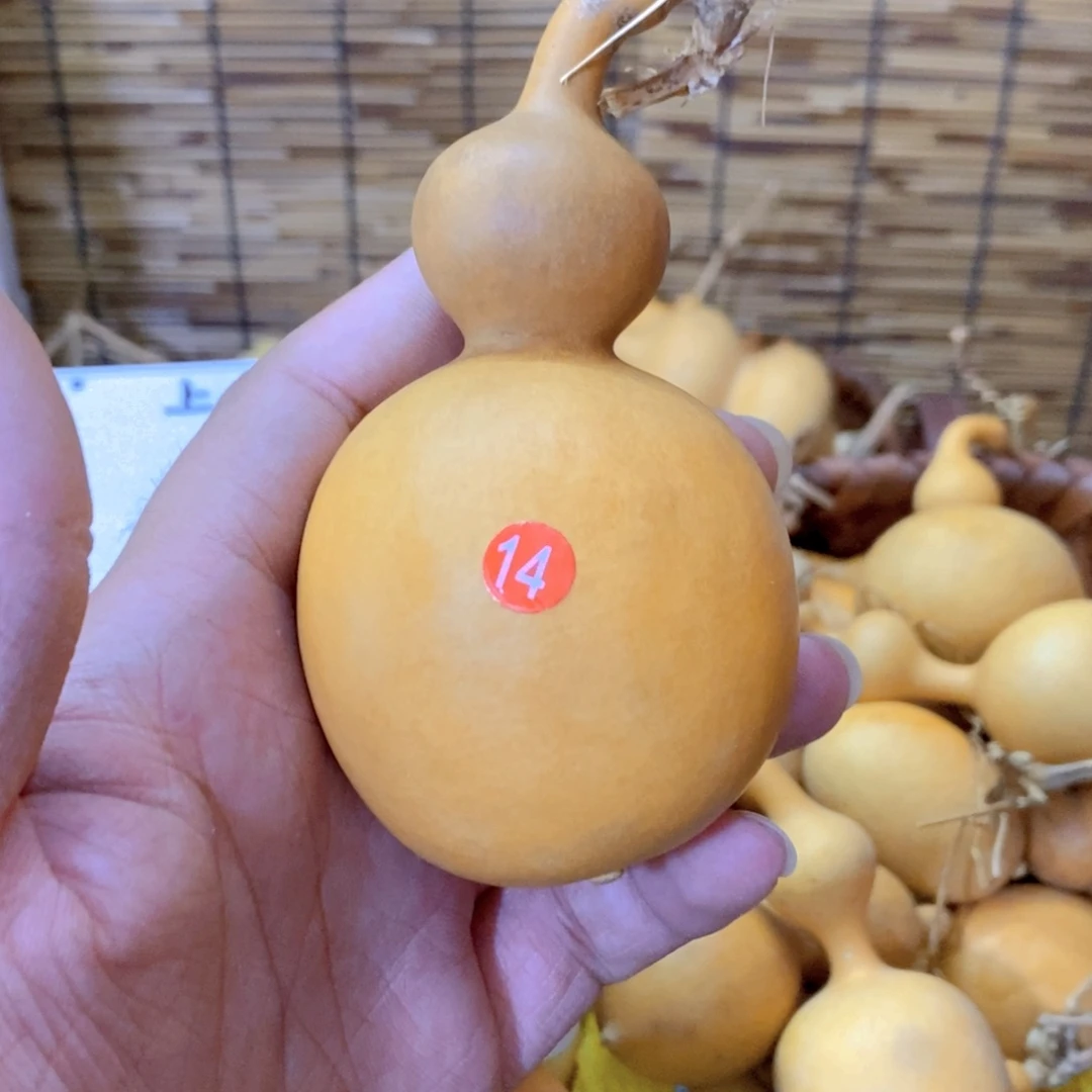 厚铁皮蚂蚁肚葫芦