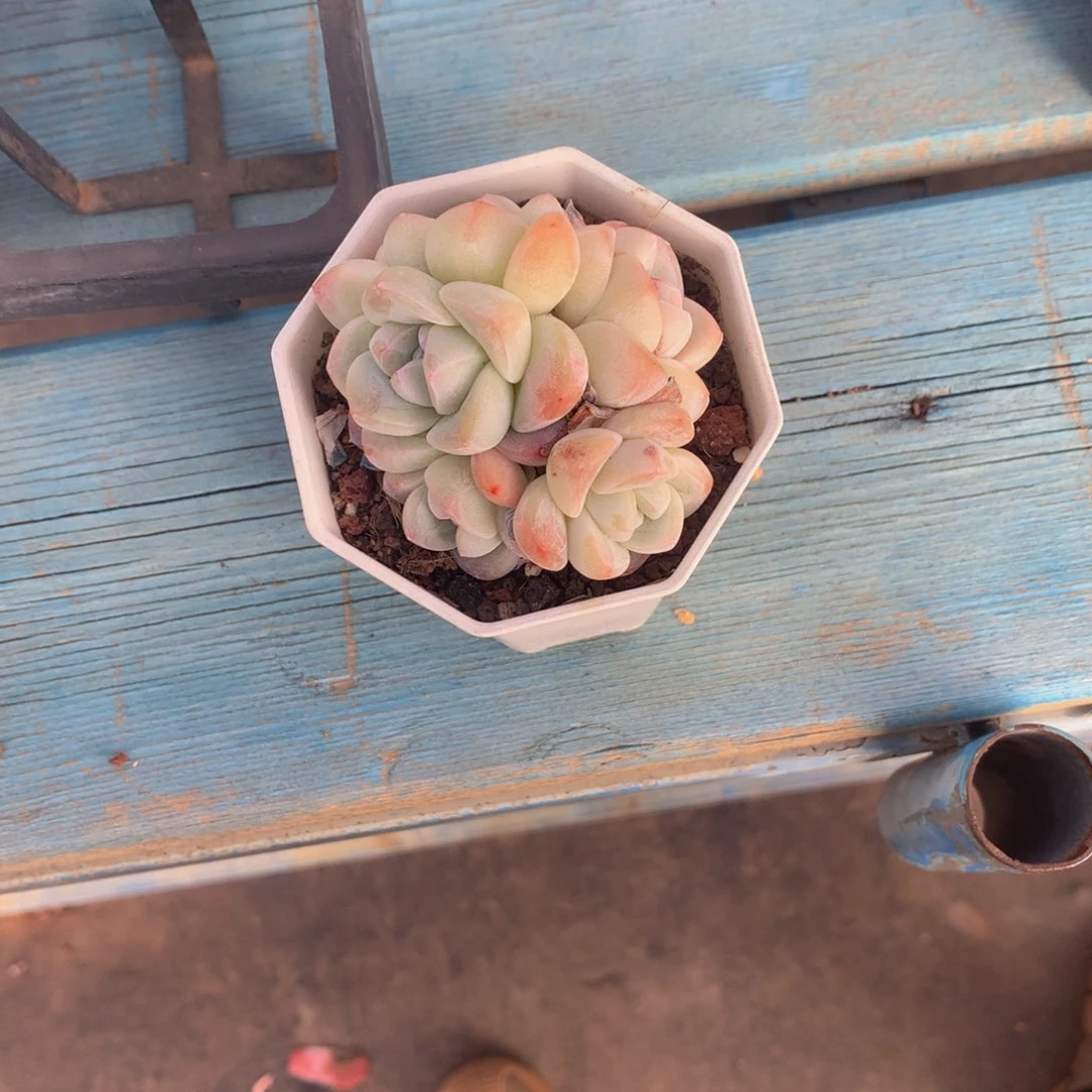 精控冰玉5头一物一拍