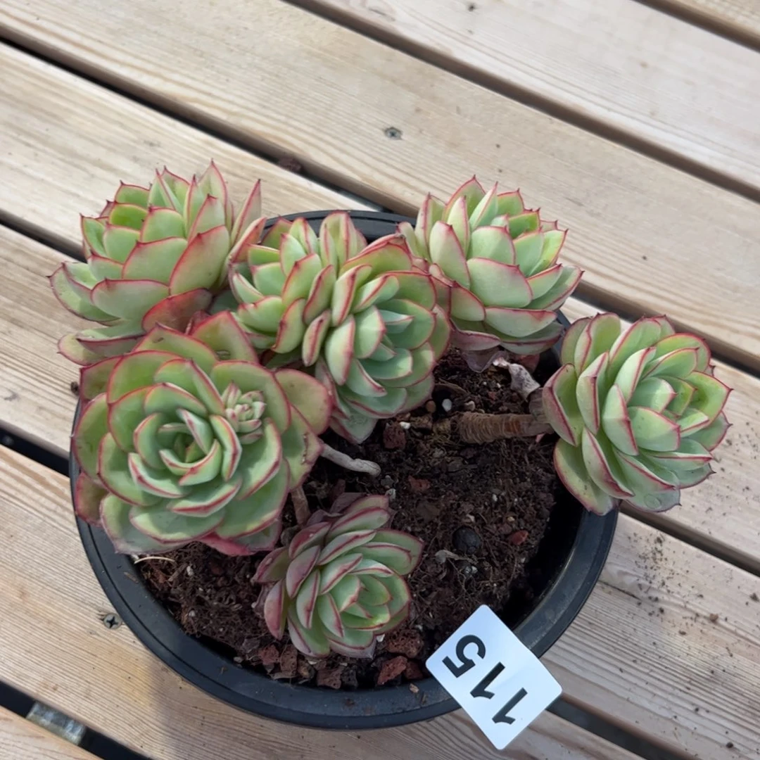 115 多肉植物组合盆栽
