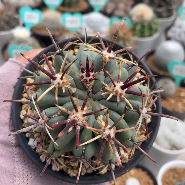 庆松玉        一物一拍