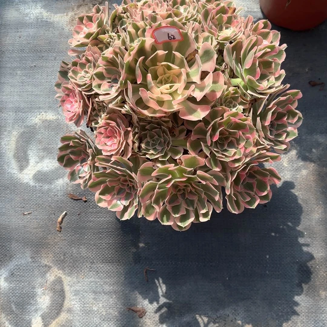 无花朵丹*62布加迪多肉植物