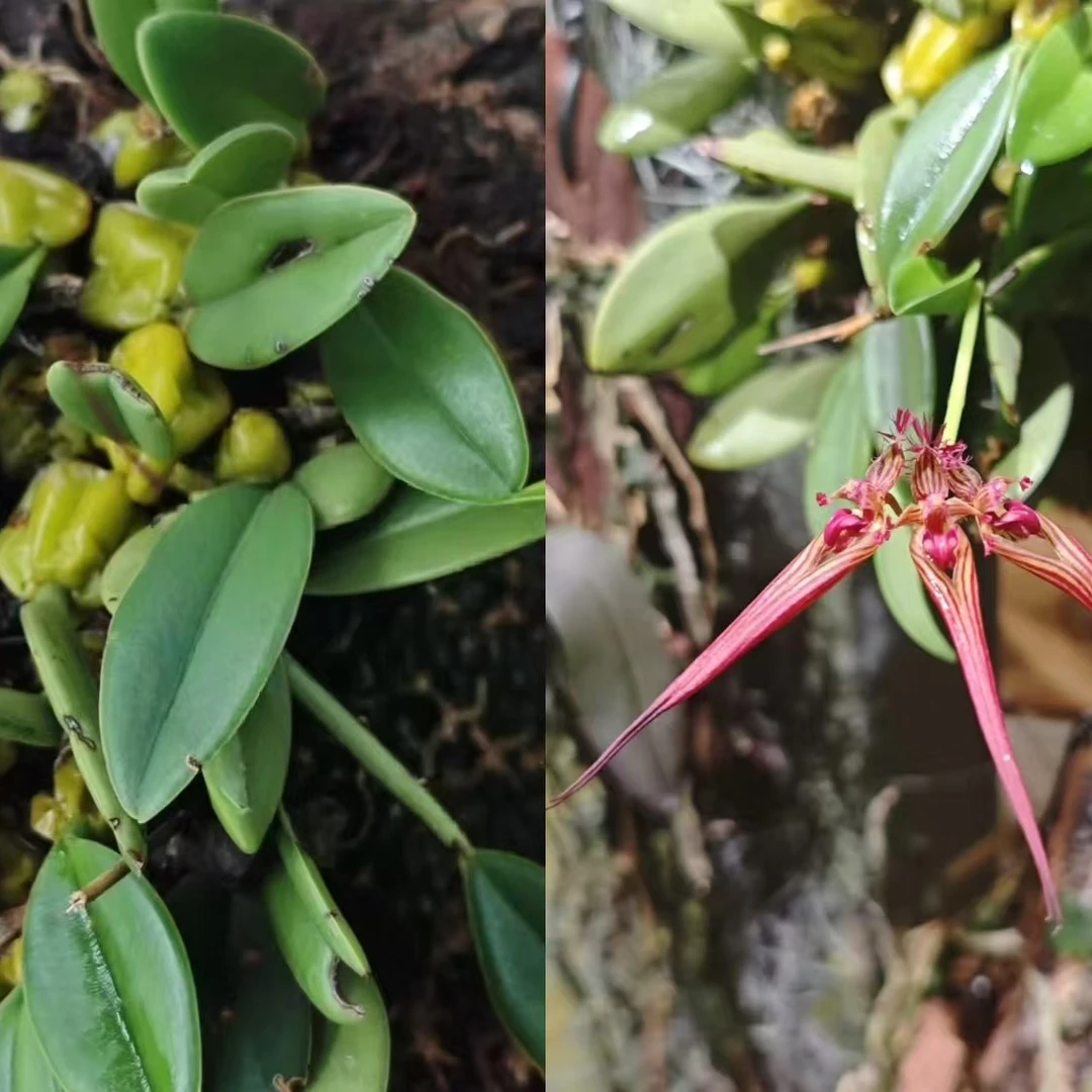 热带雨林迷你附生植物开花雨林缸造景石豆兰