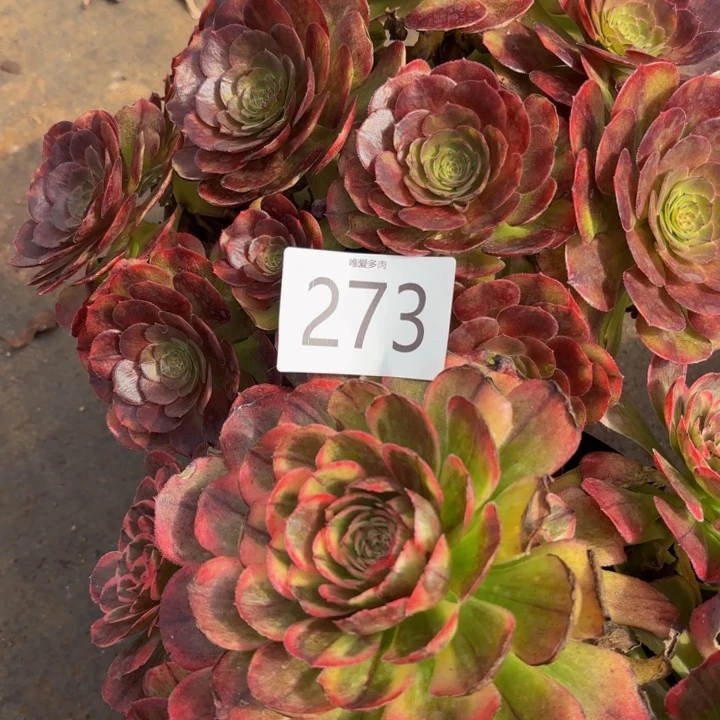 哈哈多肉葡萄福利273