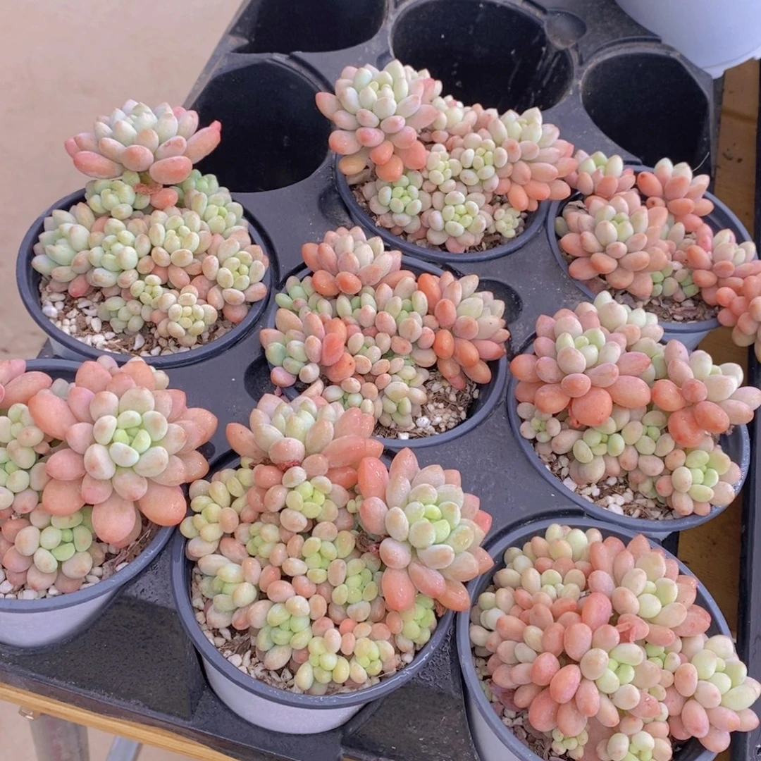 973号 鱼子酱多头大群生一个