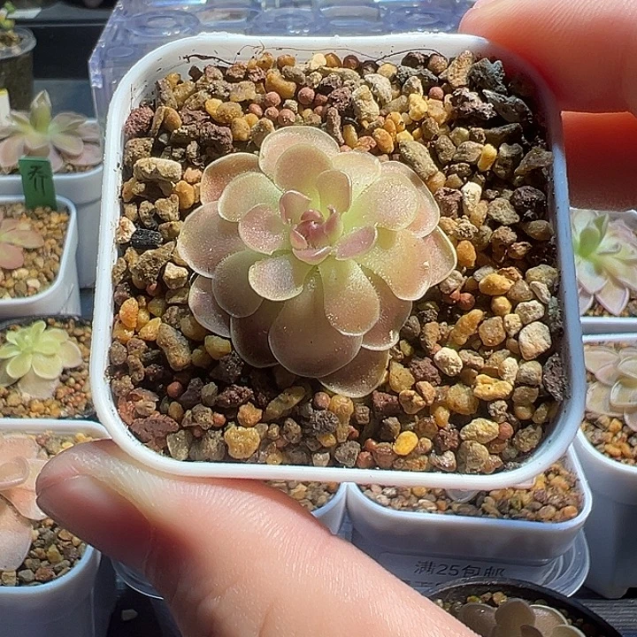 唯***一无花朵捕虫堇脱土发盒子里爱石圆弗5246