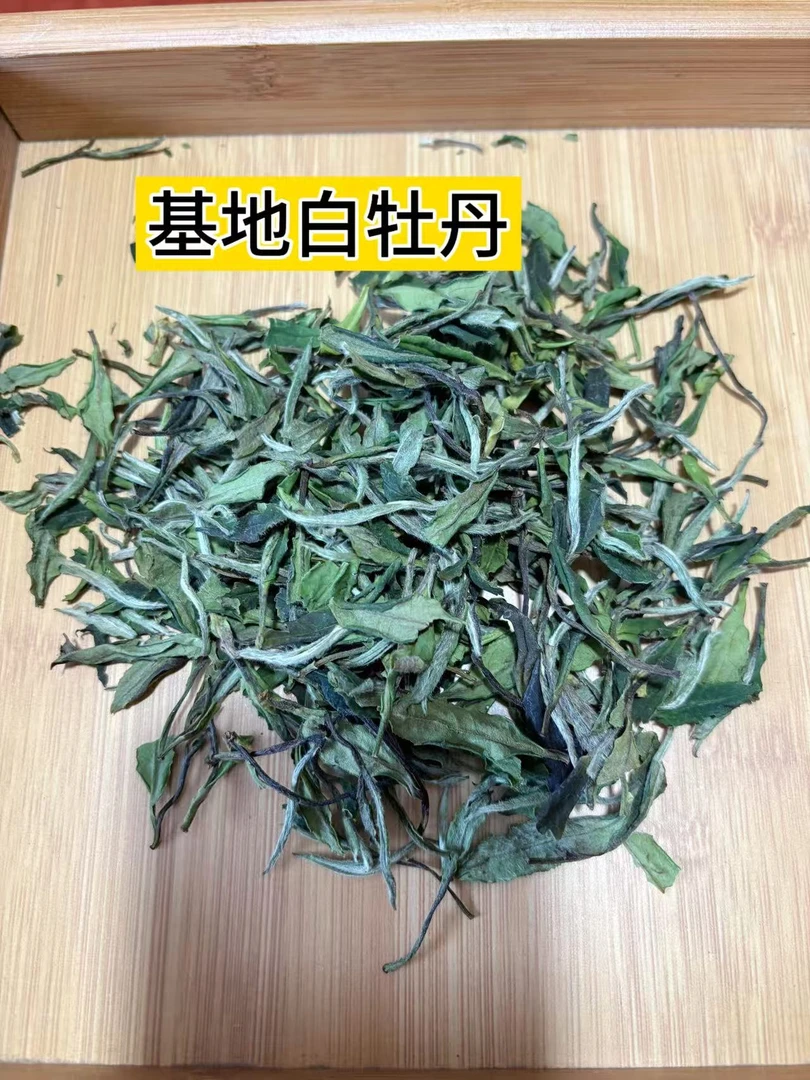 2025政和高山基地抛荒白牡丹 花香馥郁 甜度高