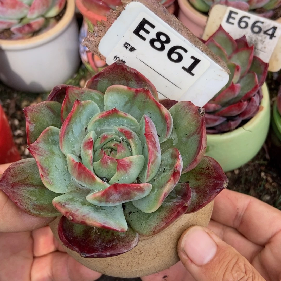 惊鸿一瞥861号楼