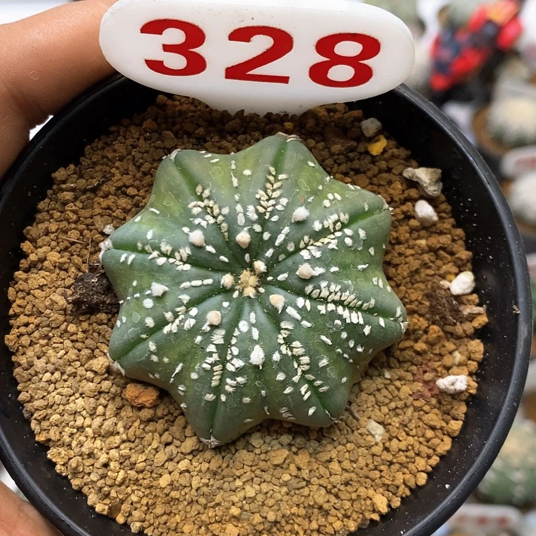 328福利特价咯啦特价咯