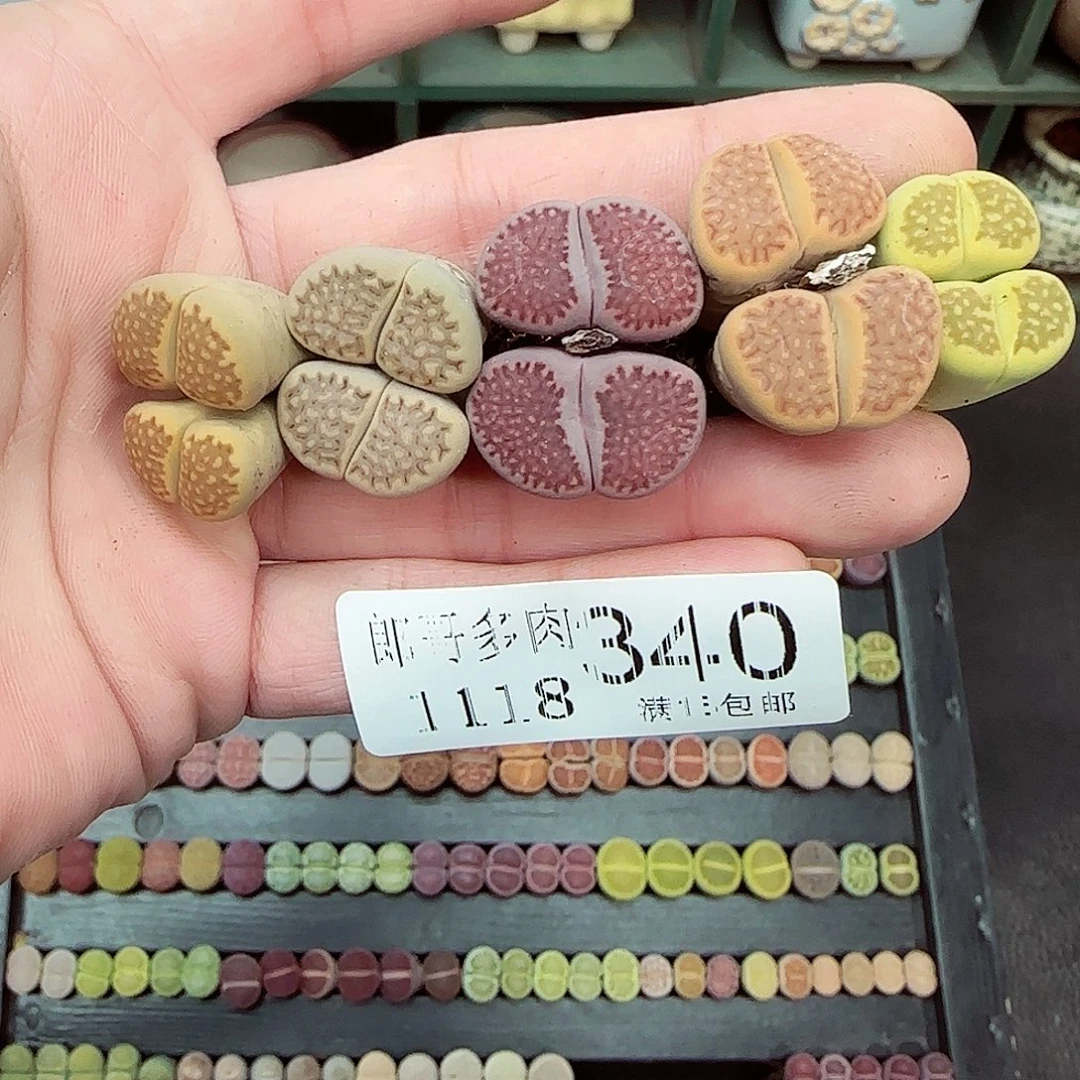 满满18包邮1118-340