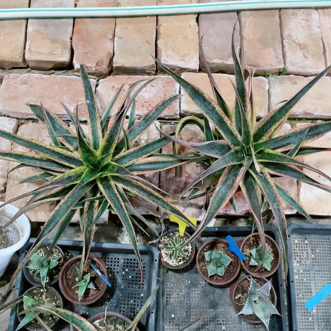 万花筒成珠小颗龙舌兰包邮