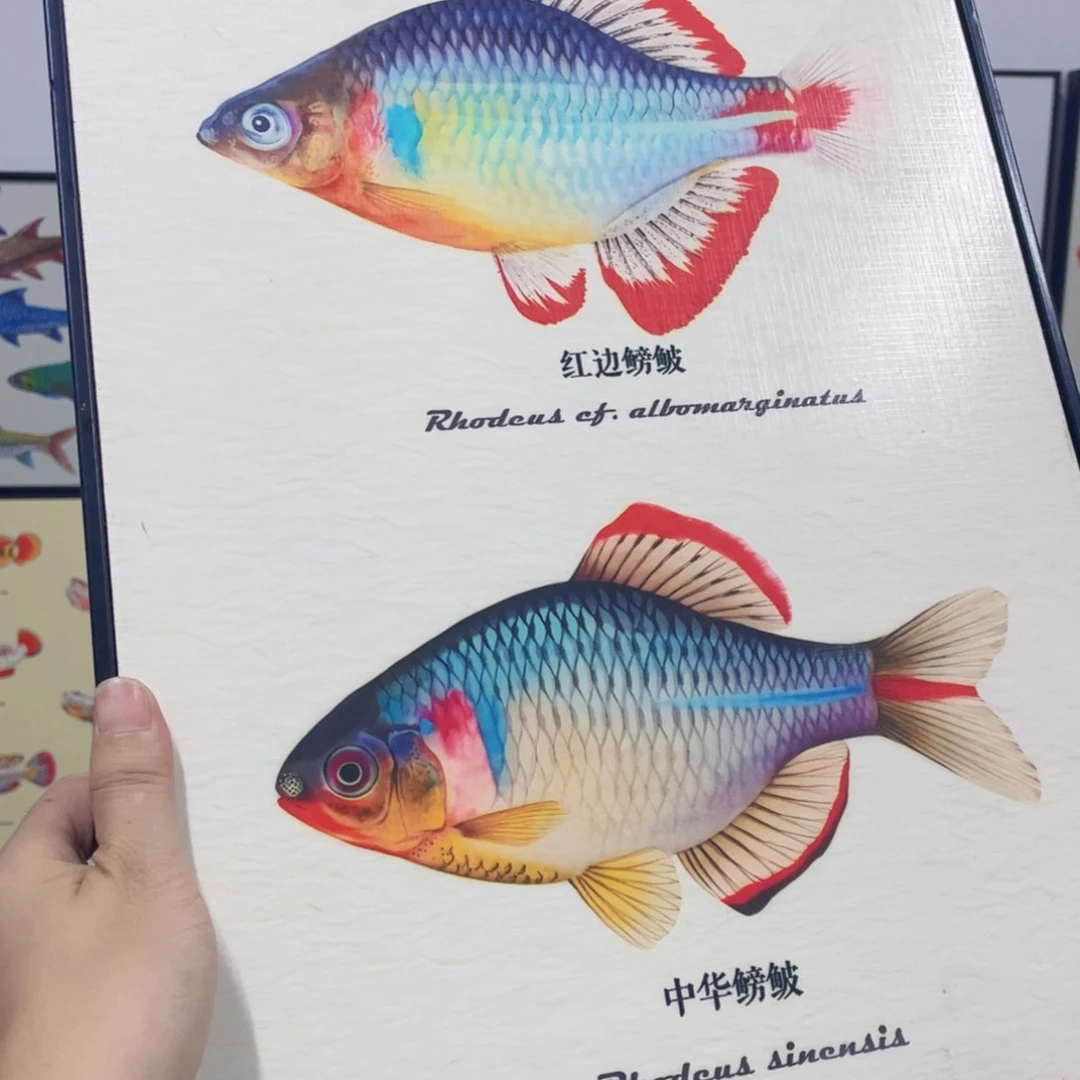 竖款双拼30*40原生鱼系列