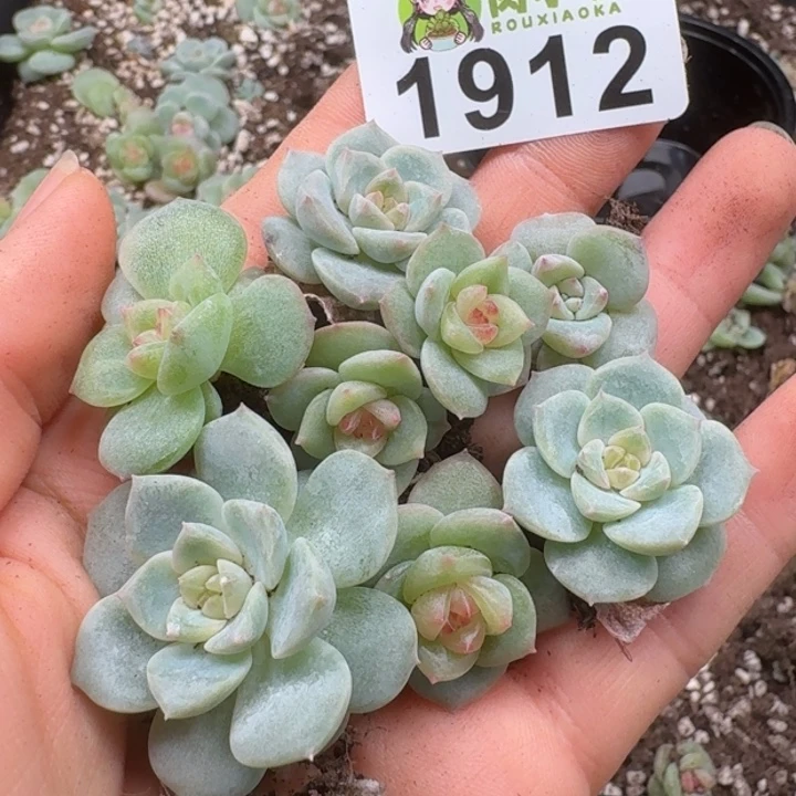 无花朵多肉植物多肉植物