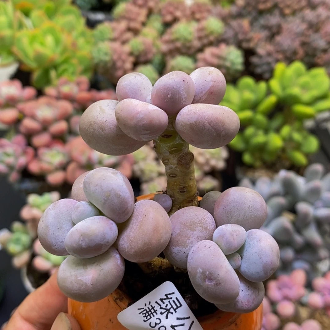 774芭比奶酪7cm多肉