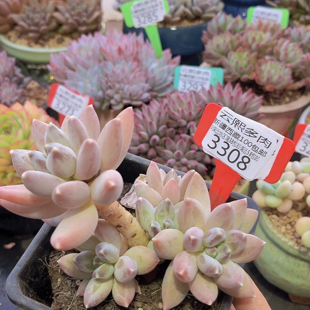 3308松果美人多肉植物