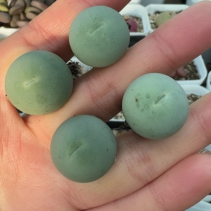 老马生石花2公分鸽子蛋2143