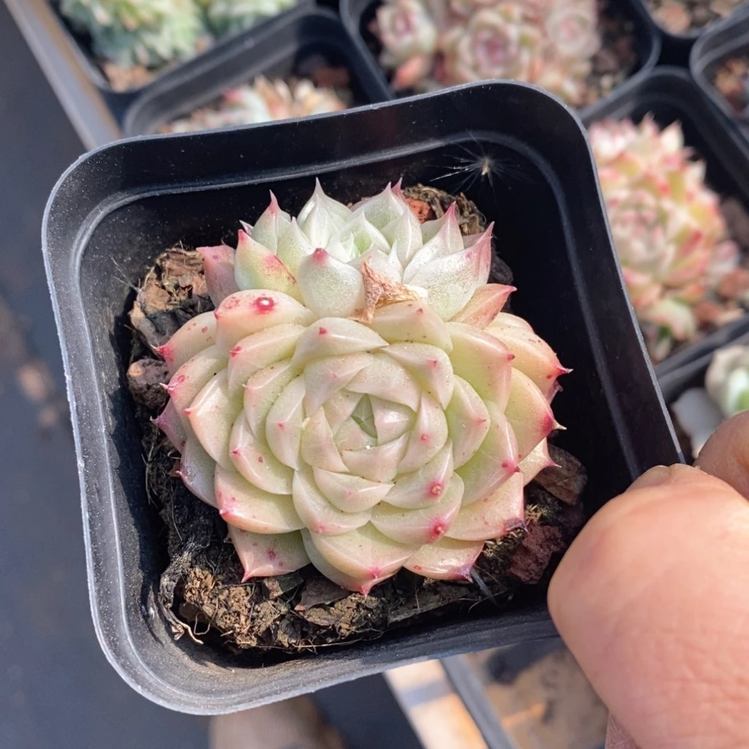 精品多肉一物一拍不包整51