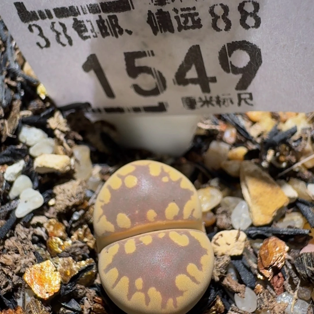 Zzzz生石花肉锥1549