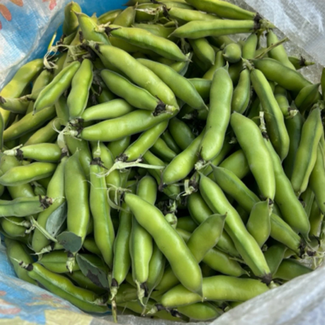 云南农家露天种植蚕豆新鲜现采现摘