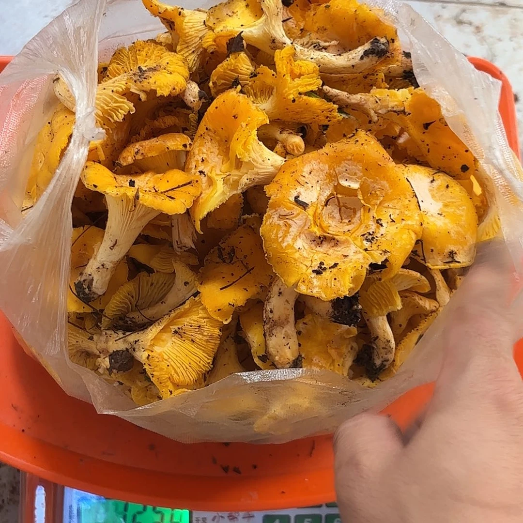 广***姐云南南华野生菌中国大陆