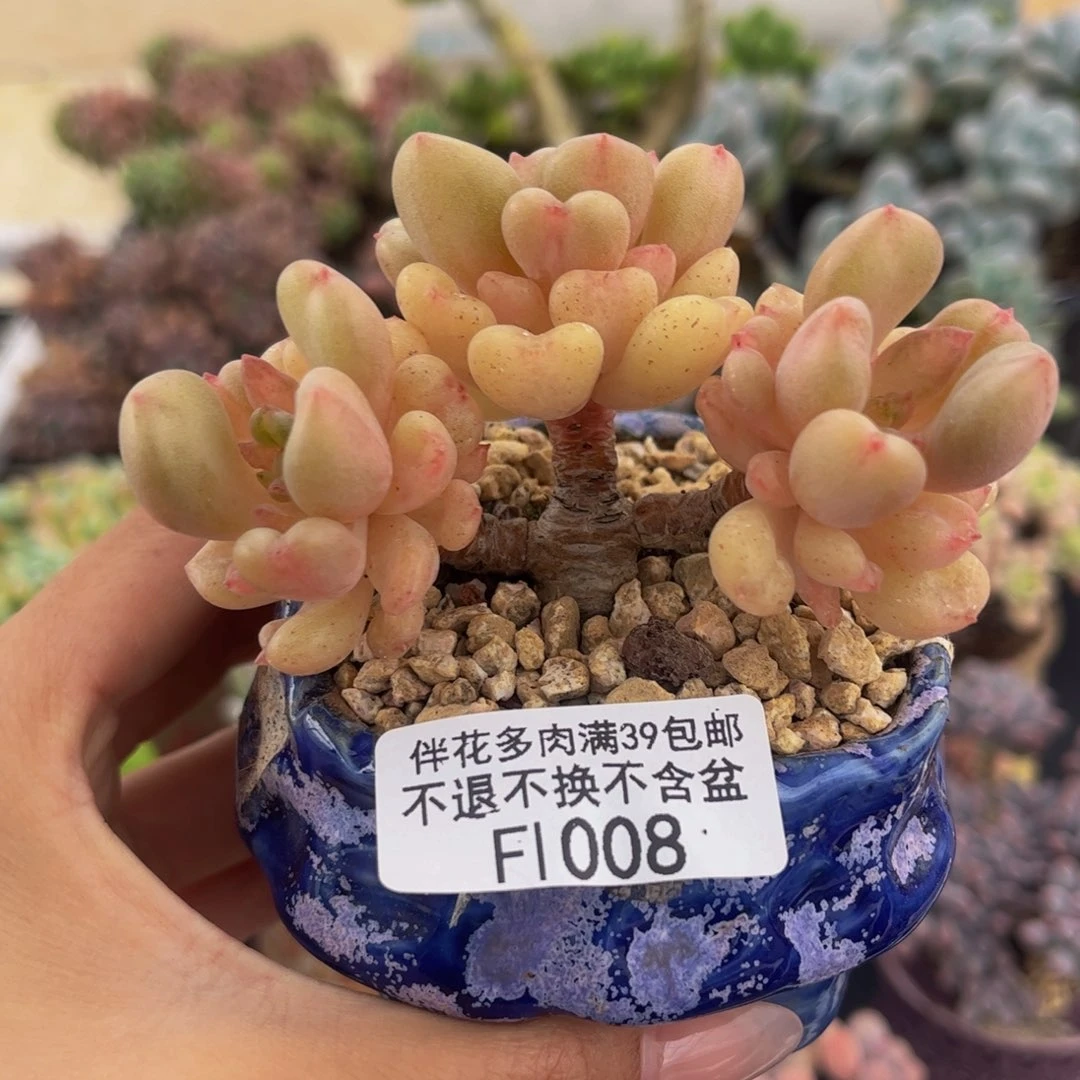 008-比尔盖茨多肉7cm