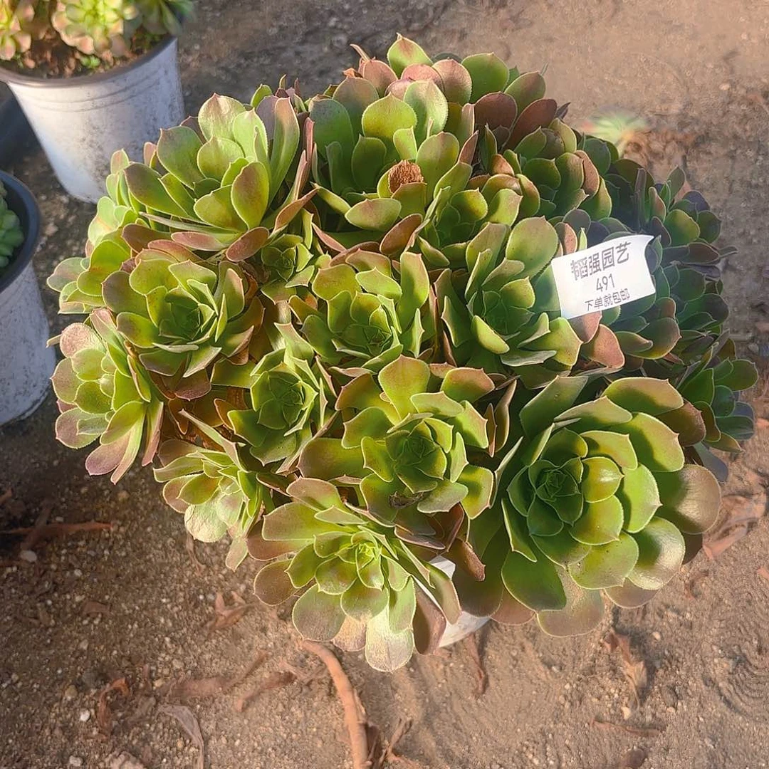 黄玫瑰多肉植物491