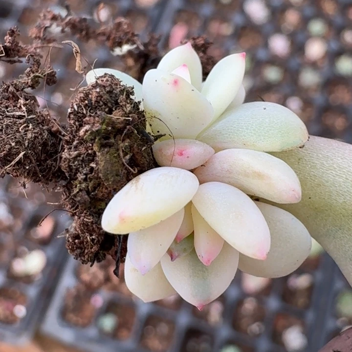 双头覆轮一物一拍366