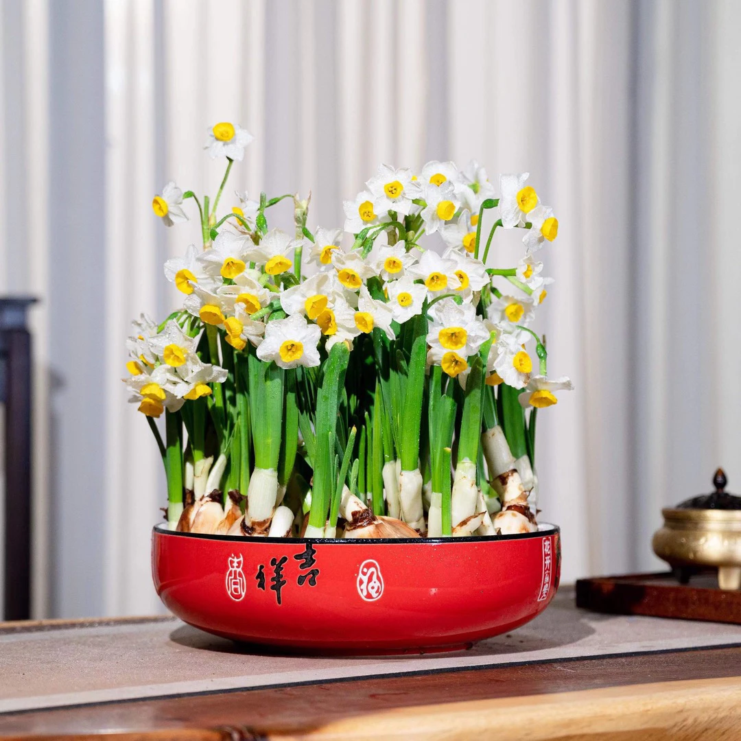 【福气如意盆】漳州水仙花种球带盆发货直播特大级高档水培开花浓香