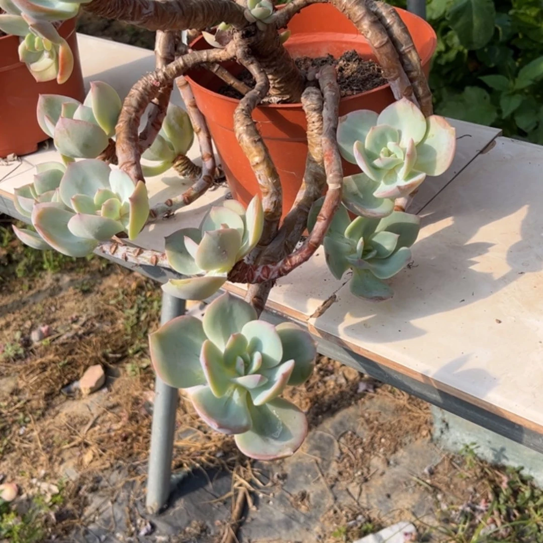 【闪购商品】无花朵天*