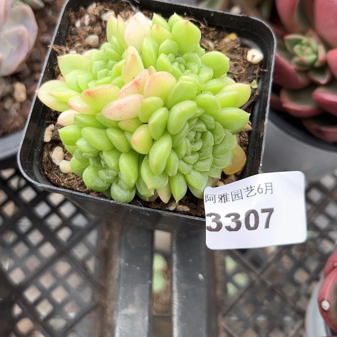 阿雅园艺。    3307珍珠珍妮