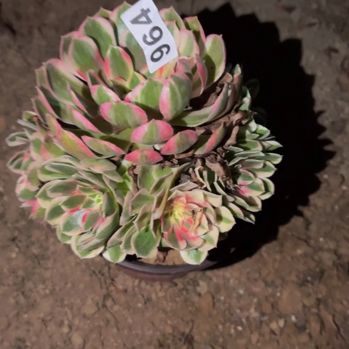 964玉芙蓉多肉植物不售后