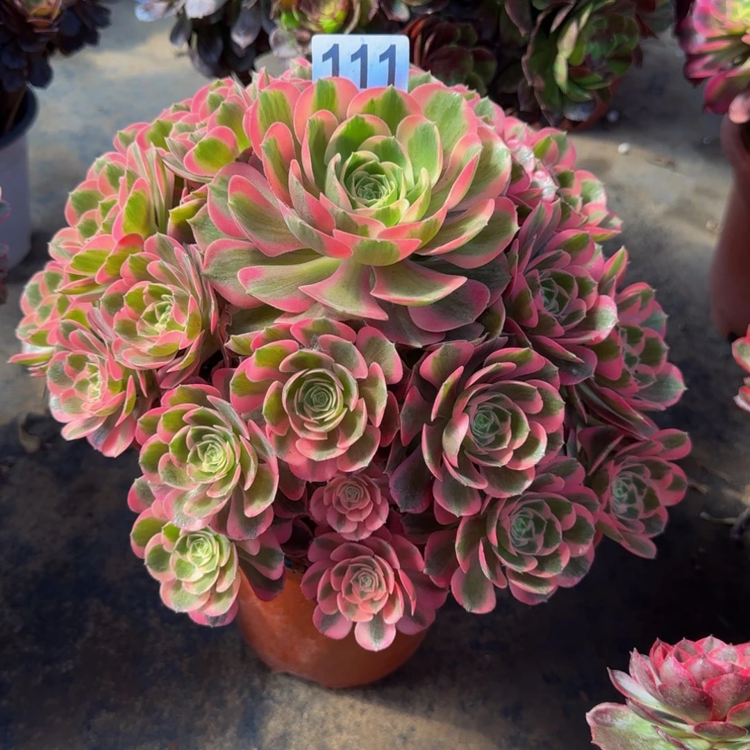 ?***夏份111